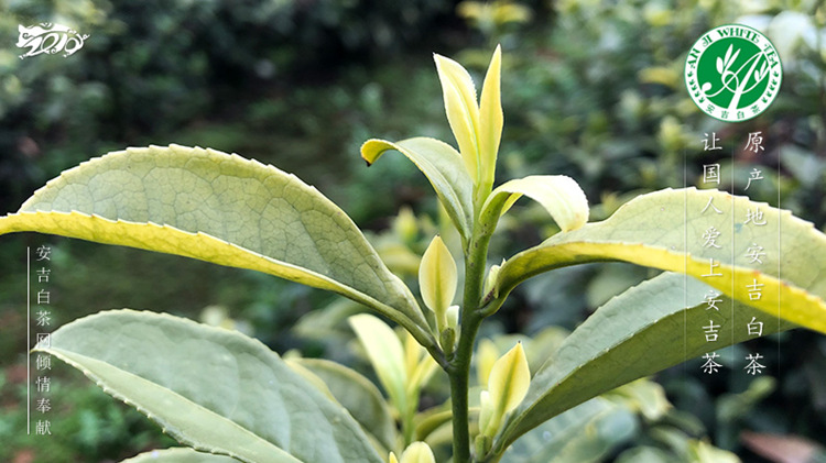 黃金芽屬于什么茶