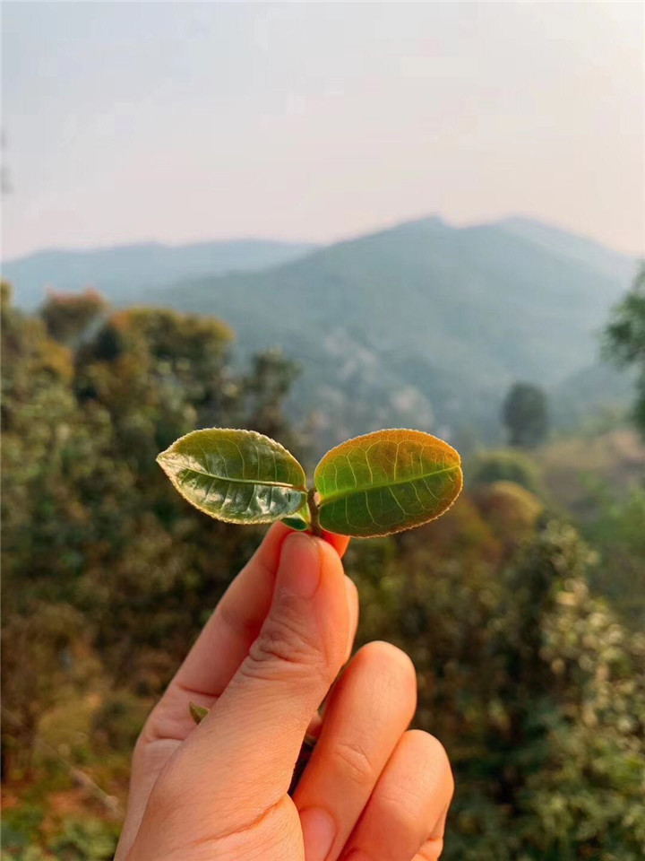 什么茶適合不懂茶的人喝？